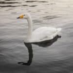 a Whooper Swan swimming