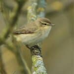 a Willow Warbler bird