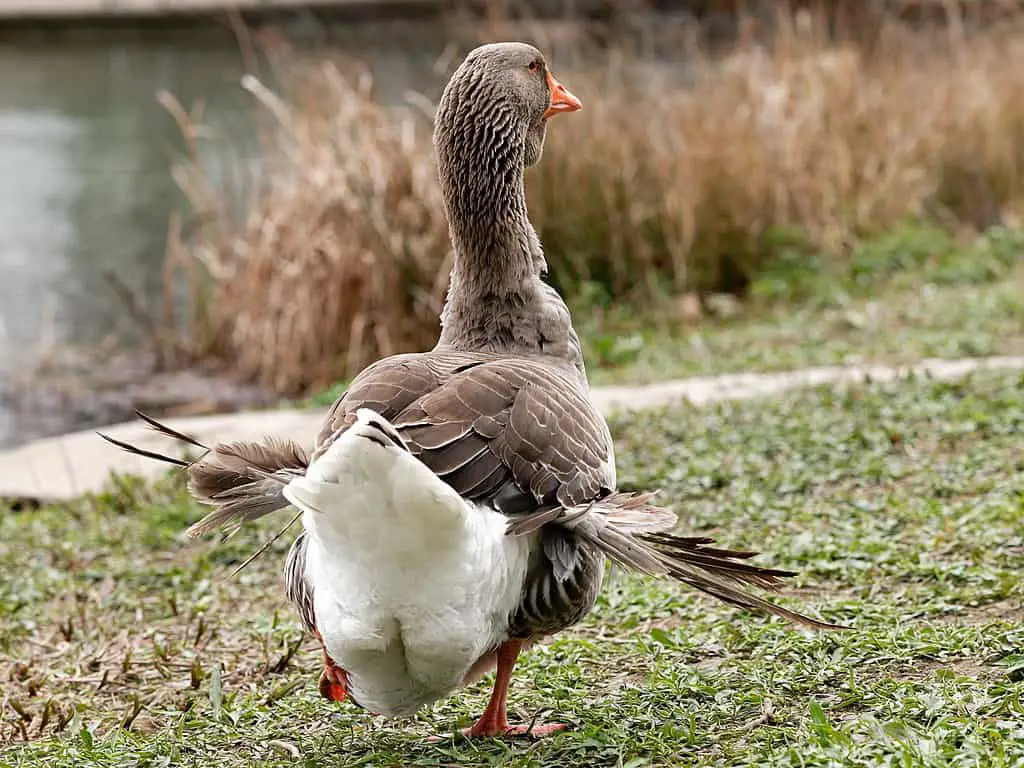 a goose with Angle Wing disease caused by eating a high-calorie diet such as bread