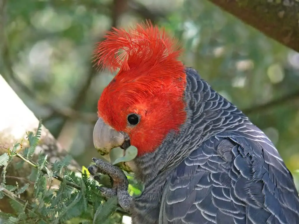 a male Gang Gang Cockatoo, a native Australian bird, eating