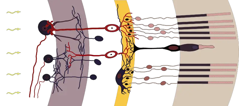 a diagram showing the rod and cone cells in the eye of a bird