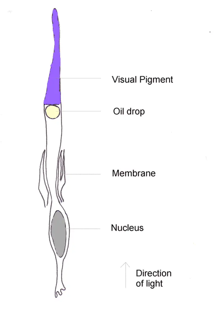 a diagram of a cone cell of a bird's eye