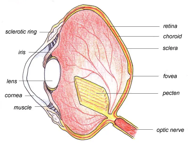 a hand-drawn diagram of a bird eye