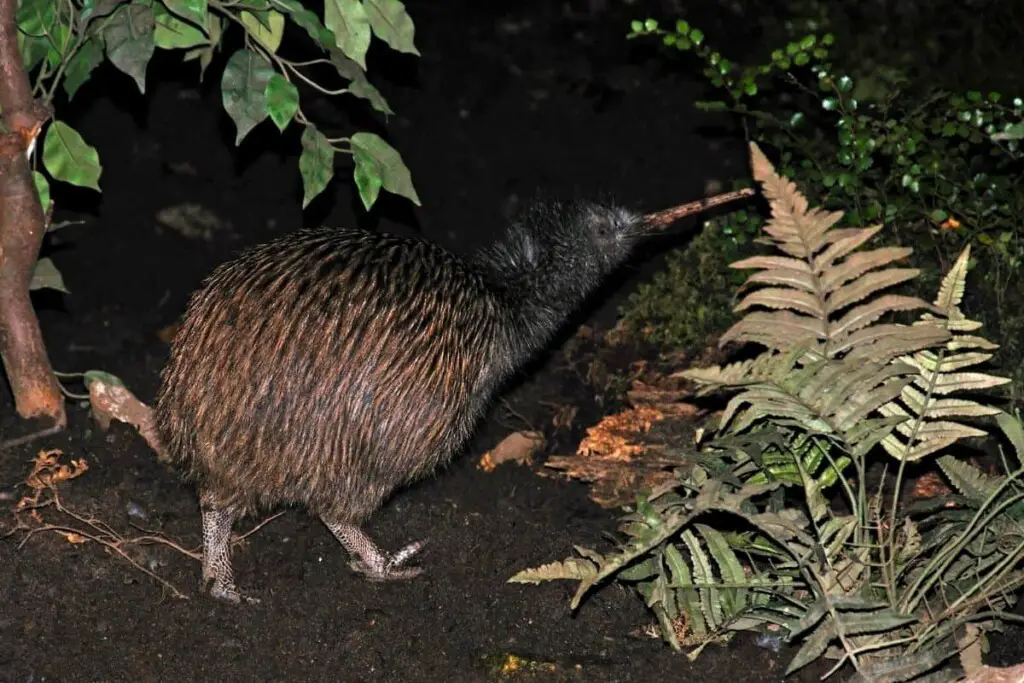 a New Zealand Kiwi bird - can they fart?