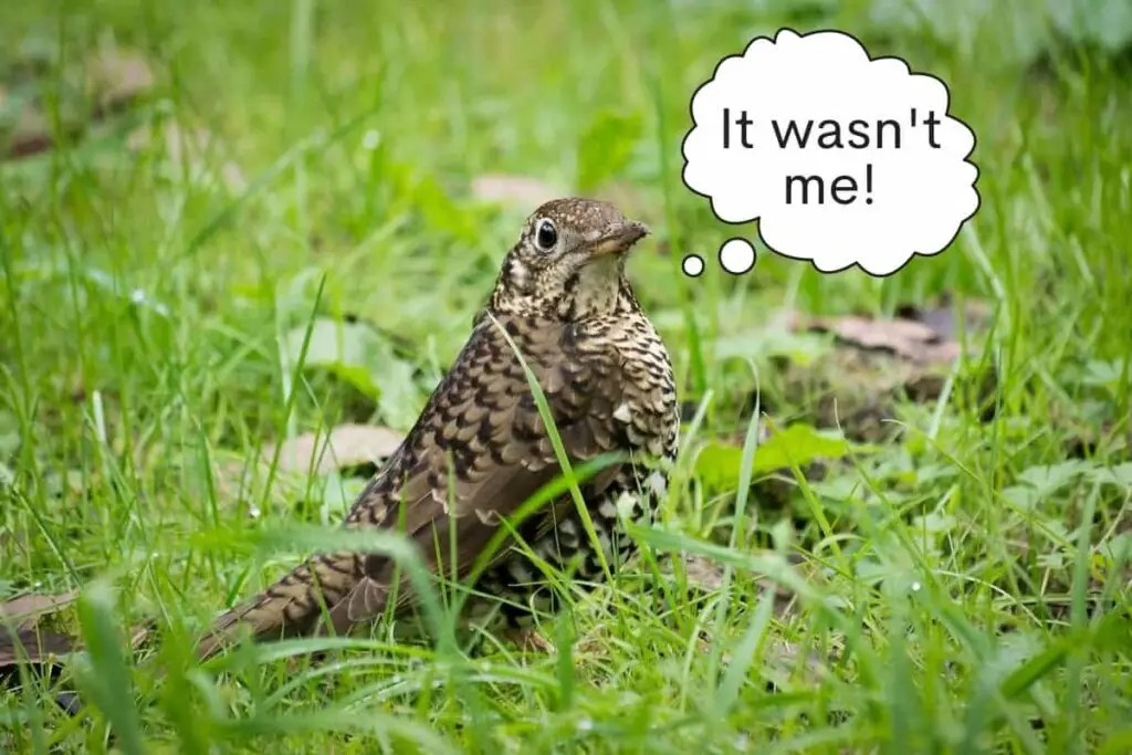 can birds fart? - a Bassian Thrush bird standing in grass with a speech bubble saying it wasn't me