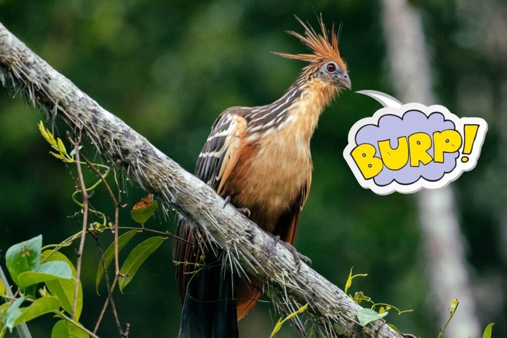 a Hoatzin bird perched on a tree with a graphic containing the word 'burp' coming out of its beak