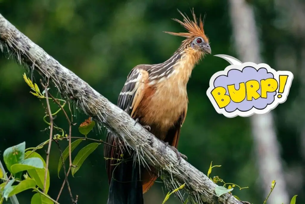 a Hoatzin bird perched on a tree with a graphic containing the word 'burp' coming out of its beak