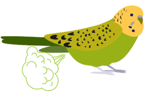 a graphic of a Budgerigar bird farting