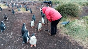 a female photographer with gentoo penguins standing near her showing they have no fear of humans
