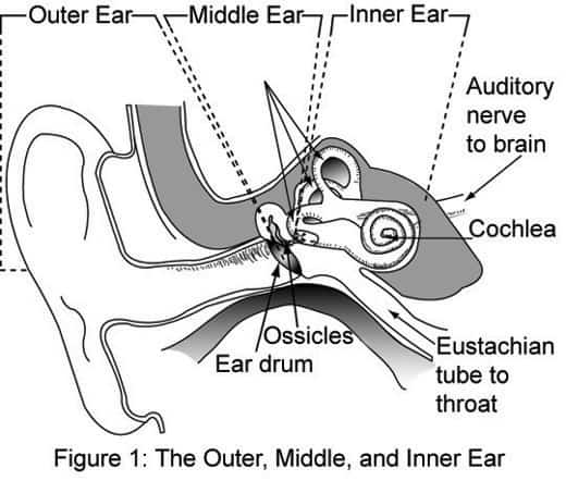 a labelled graphic of the human ear