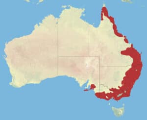 a map of Australia showing the distribution of the Red-browed Finch