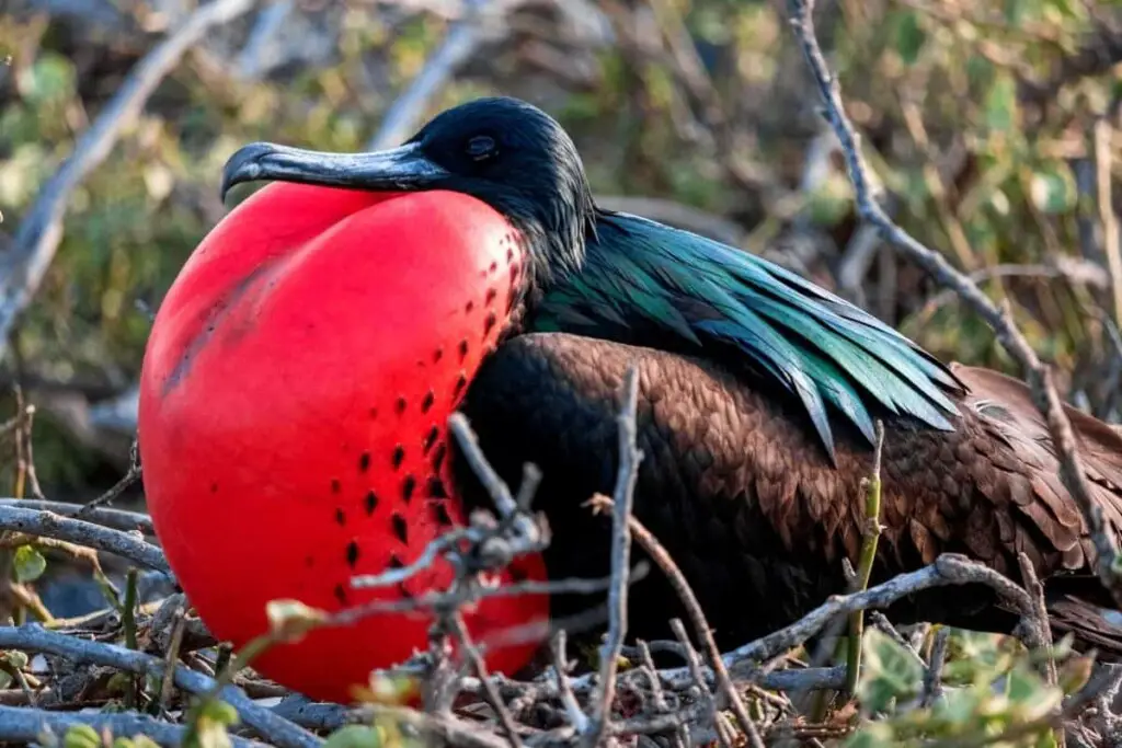 a male Frigate Bird with it's red neck pouch puffed out