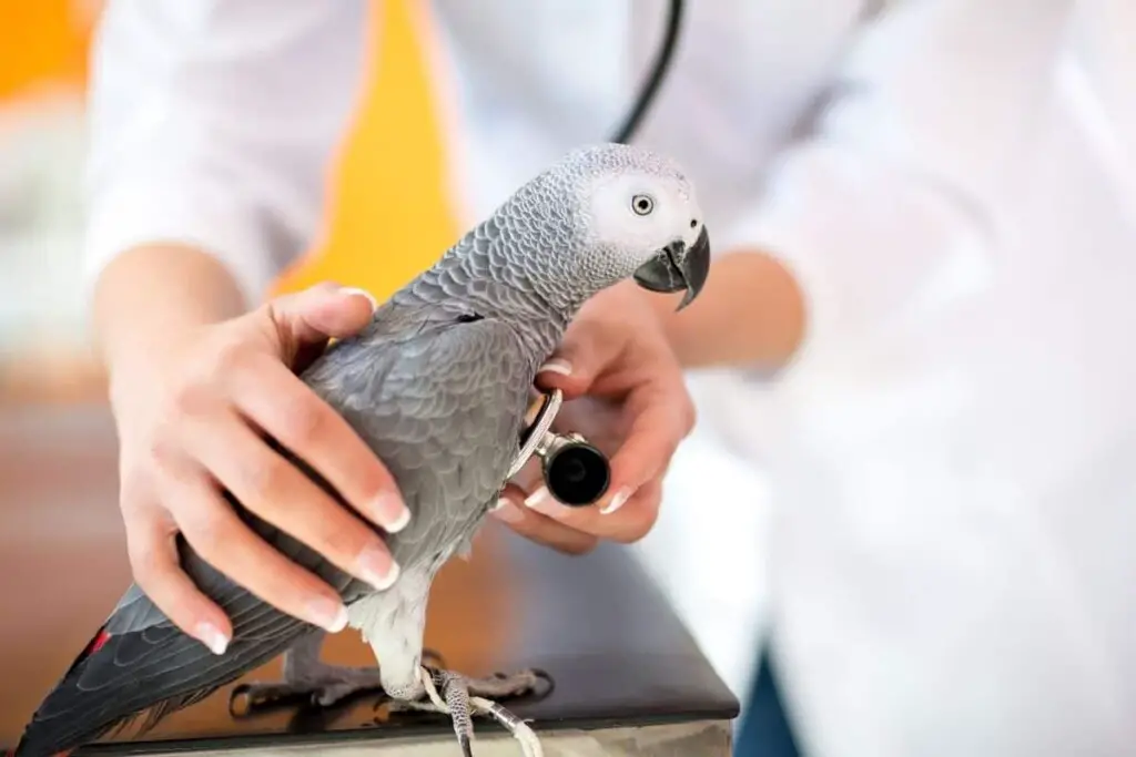a vet holding a stethoscope up to the chest of a parrot