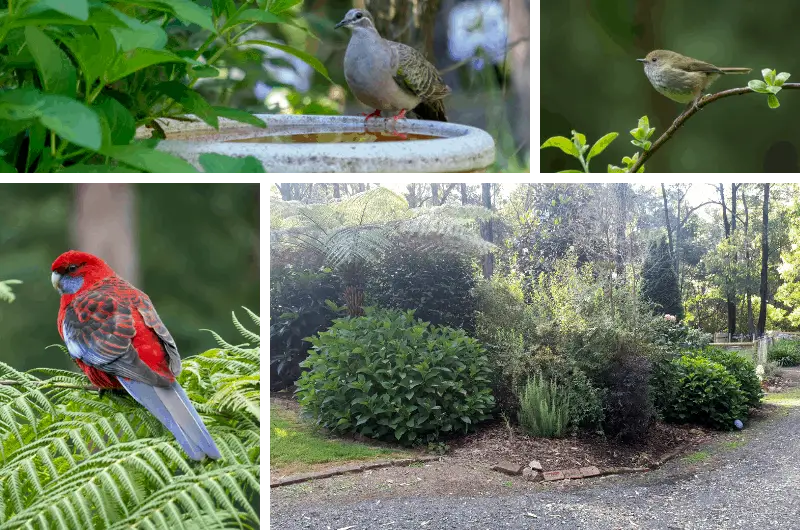 a collage with a Common Bronzewing bird perched on a birdbath, a brown thornbill bird on a stick, a Crimson Rosella and a garden scene