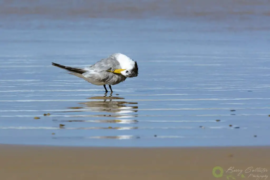 a Crested Tern bird preening itself on the beach