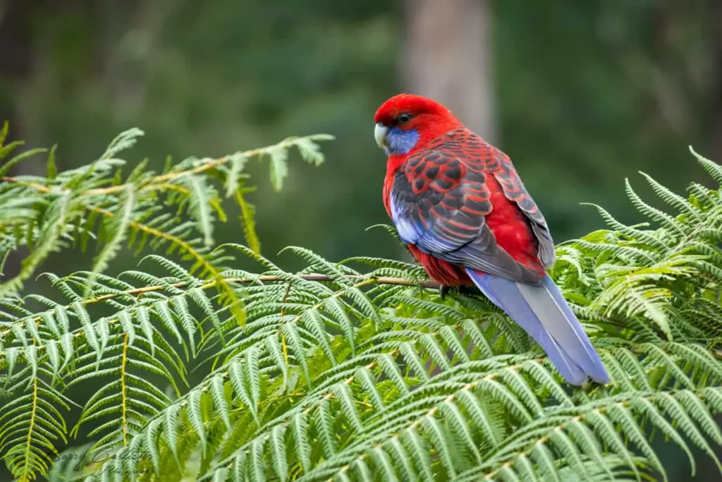 a Crimson Rosella bird perched on a tree fern - one of the most colourful native Australian birds