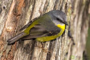 an Eastern Yellow Robin bird clinging to the side of a tree