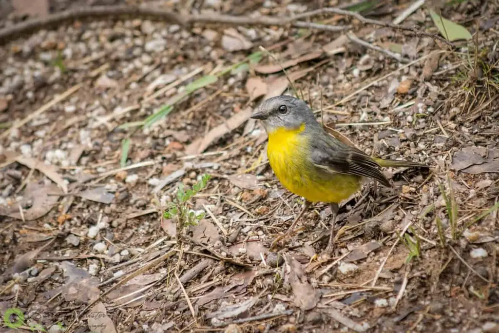 an Eastern Yellow Robin bird standing on the ground