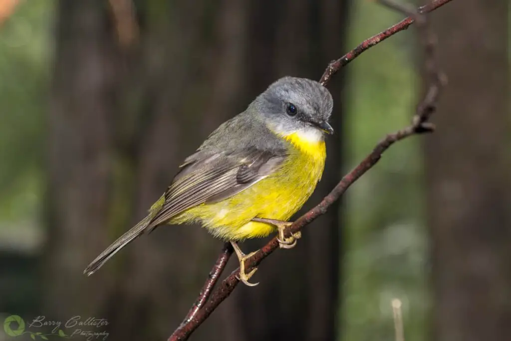an Eastern Yellow Robin, one of the birds native to Australia perched on a stick