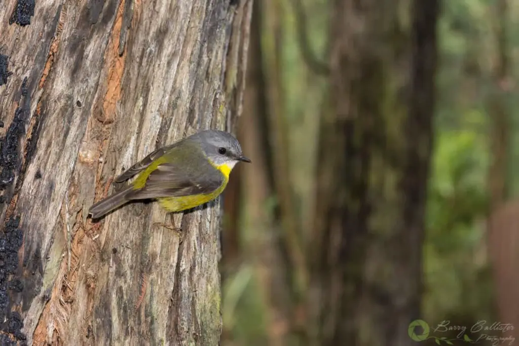 an Eastern Yellow Robin bird clinging to the side of a tree