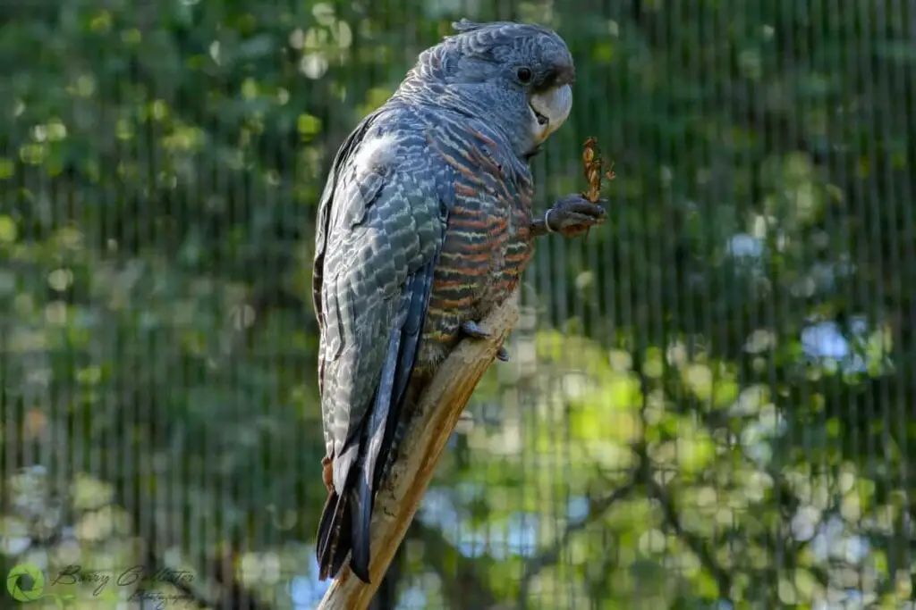 a female Gang Gang Cockatoo perched on a stick