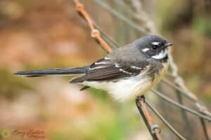 a Grey Fantail bird perched on a wire fence