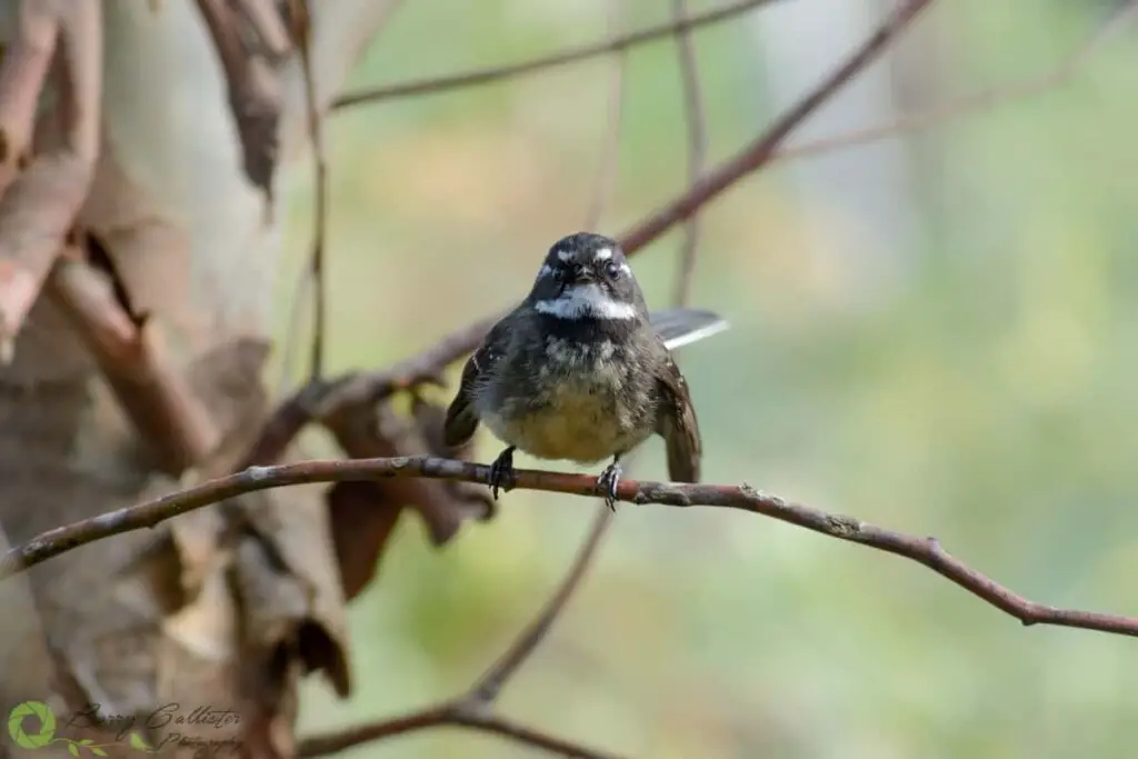 a native Australian Bird, a Grey Fantail  perched on a stick