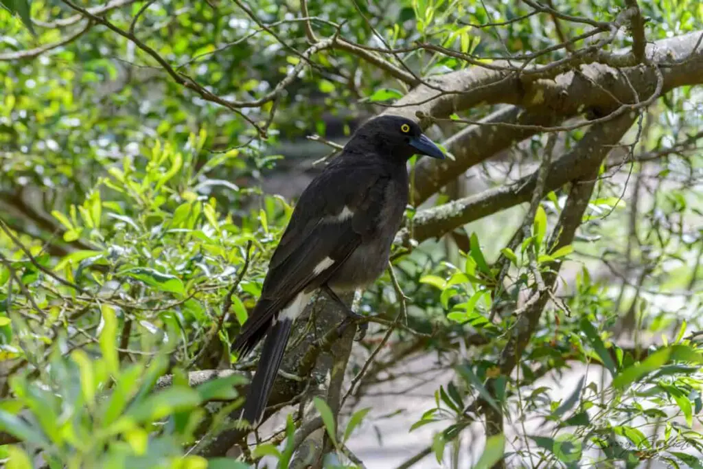 a Pied Currawong bird perched in a tree