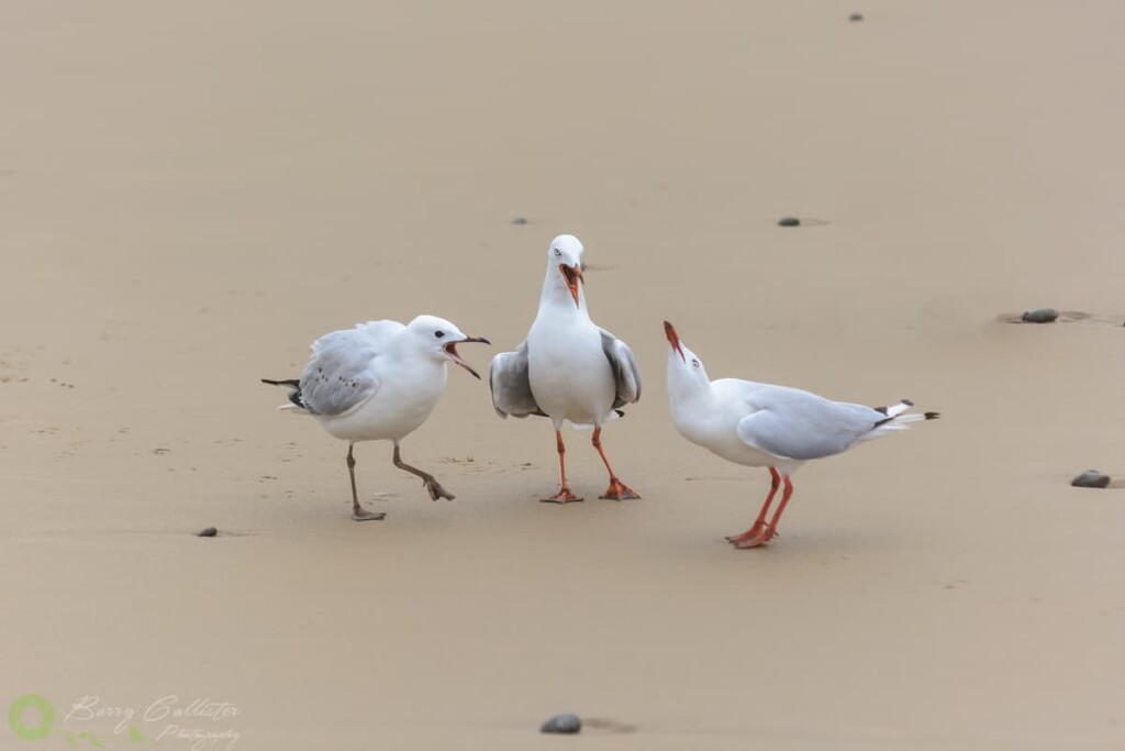 three Silver Gulls standing on sand squawking
