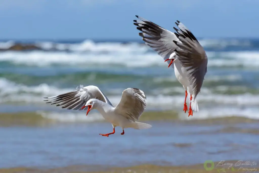 two Silver Gull birds fighting in flight