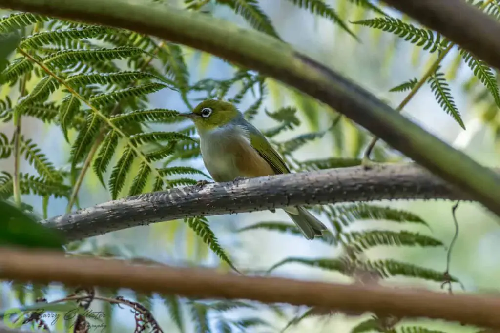 a Silvereye bird perched in a tree fern