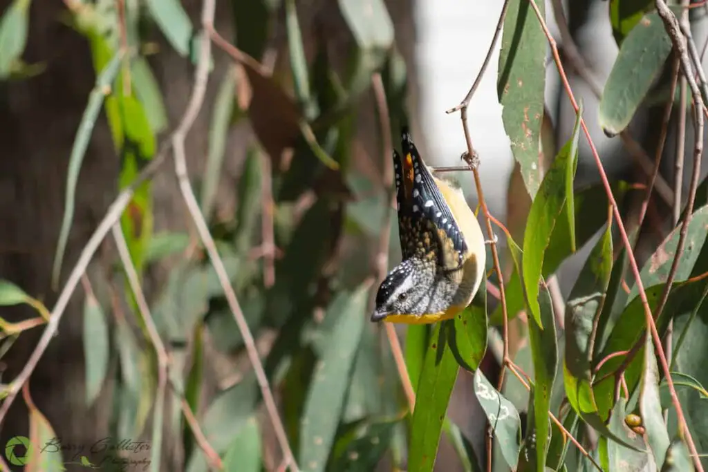 a Spotted Pardalote bird clinging upside down to a gum tree branch