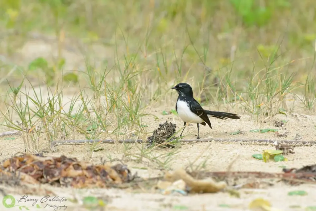 a Willie Wagtail bird standing on sand - these are a small native Australian bird