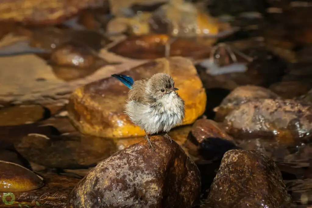 a wet juvenile male Superb Fairywren standing on a rock in a river