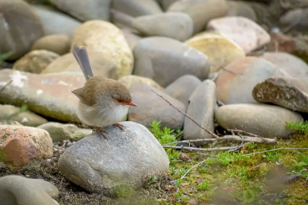 a female Superb Fairywren bird puffed up