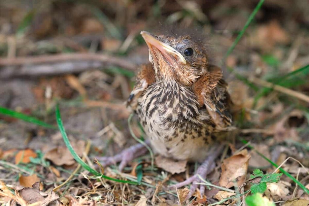 a baby bird standing on the ground