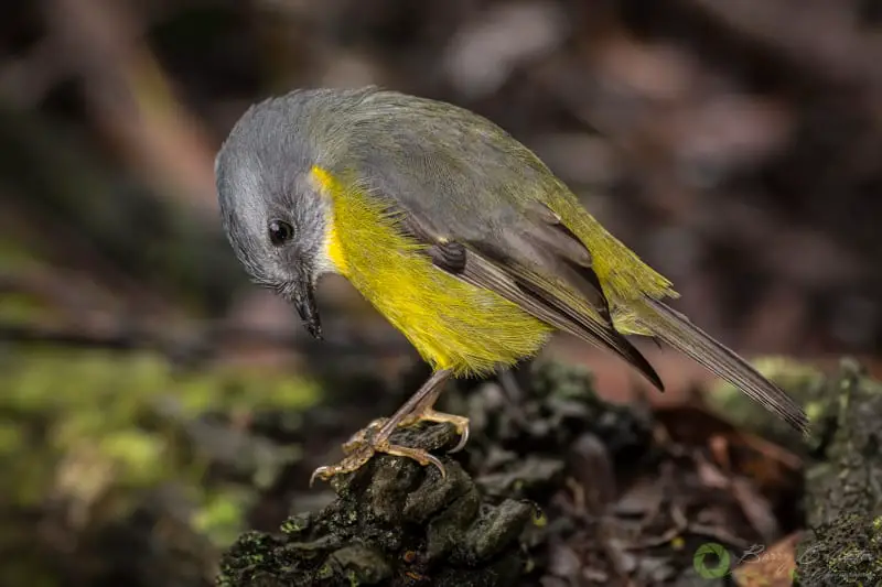 an Eastern Yellow Robin bird looking down at its feet