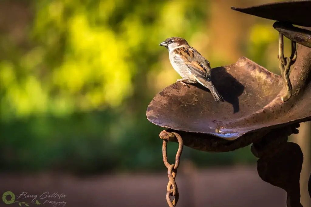 a House Sparrow perched on a rusty shovel sculpture
