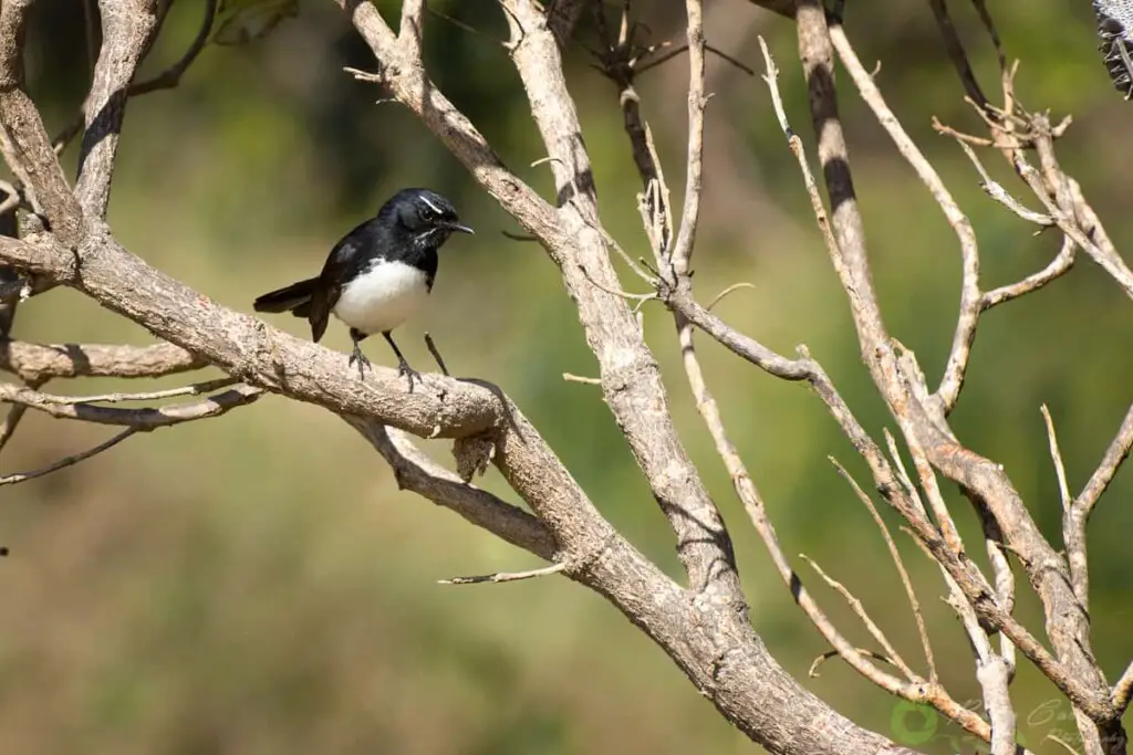 a Willie Wagtail bird perched in a tree