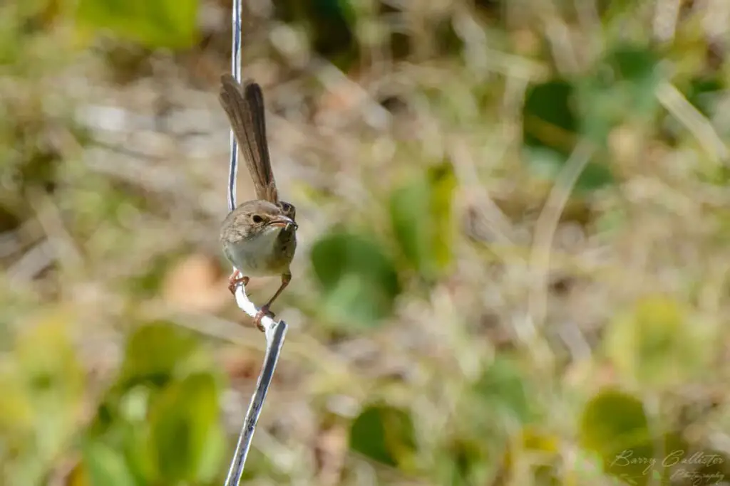 a female Red-backed Fairywren perched on a branch with an insect in her beak