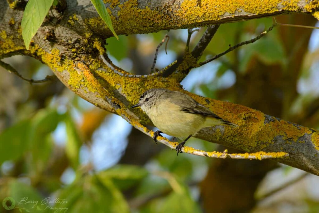 a Yellow-rumped Thornbill bird perched on a branch