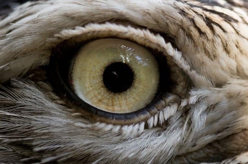 an extreme close-up of a bird's eye