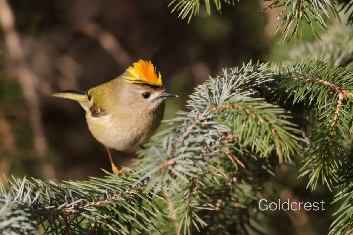 a Goldcrest bird perched on the branch of a pine tree