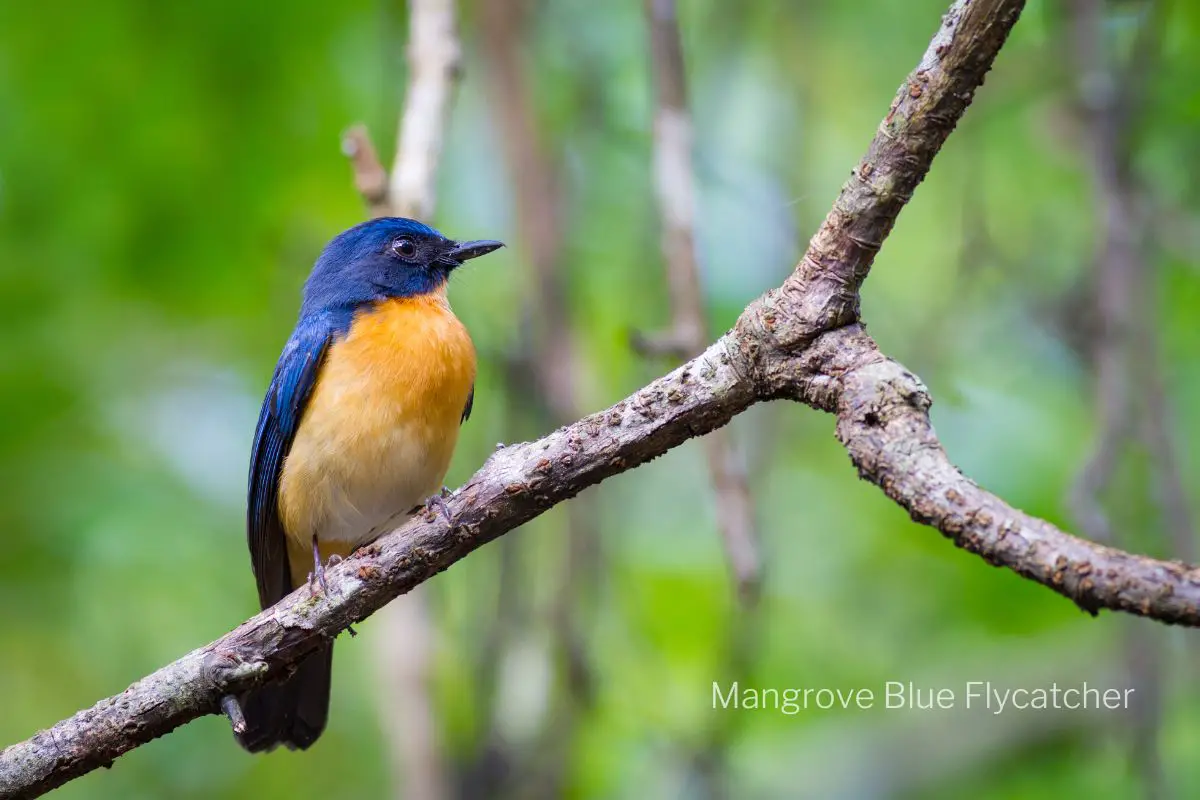 a Mangrove Blue Flycatcher perched on a branch