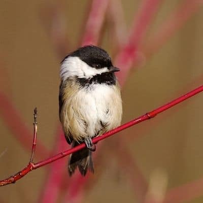 a Black-capped Chickadee bird perched on a thin red branch