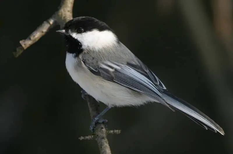 a Black-capped Chickadee bird perched on a branch