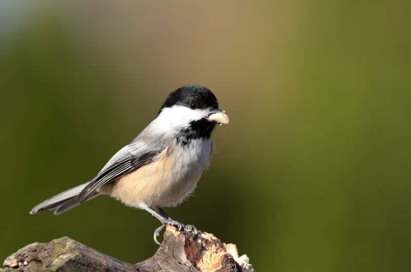 a Black-capped Chickadee bird with a seed in its beak