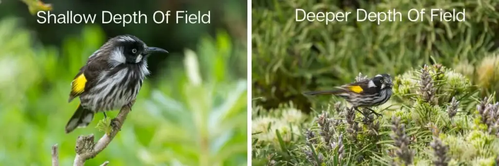 two images of New Holland Honeyeater birds, one with a shallow depth of field and one with deep depth of field