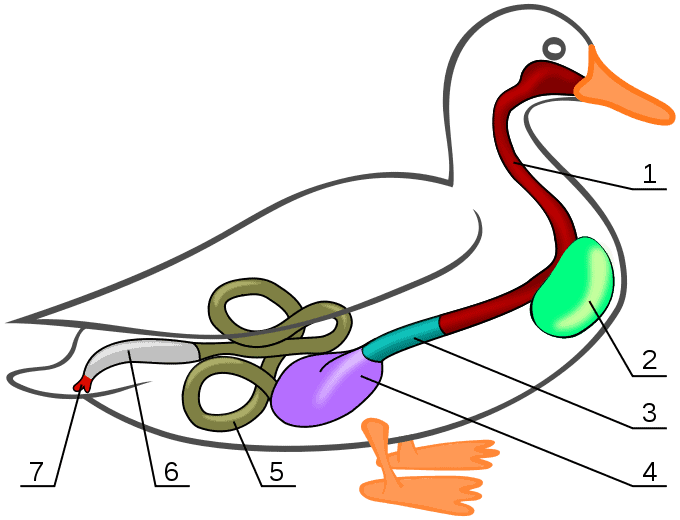a diagram showing the digestive system of a mallard duck