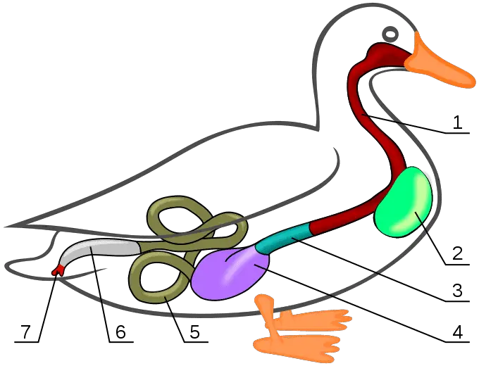 a diagram showing the digestive system of a mallard duck